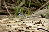 Pied Wagtail (Motacilla alba) on a stump by the Loire, Nièvre, France