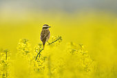 Whinchat (Saxicola rubetra) male posing in a rapeseed field, Nièvre, France