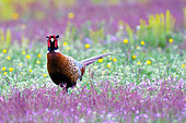 Ring-necked Pheasant (Phasianus colchicus) in a meadow along the Loire in April, Nièvre, France
