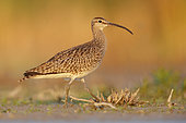 Eurasian Whimbrel (Numenius phaeopus), side view of an adult standing on the ground, Campania, Italy
