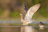 Eurasian Whimbrel (Numenius phaeopus), side view of an adult standing in the water with opened wings, Campania, Italy