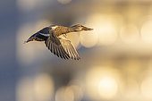 Northern Shoveler (Spatula clypeata), side view of an adult female in flight, Campania, Italy