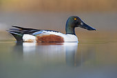 Northern Shoveler (Spatula clypeata, side view of an adult male in the water, Campania, Italy