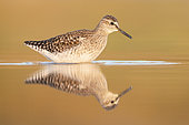 Wood Sandpiper (Tringa glareola), side view of an adult standing in the water, Campania, Italy