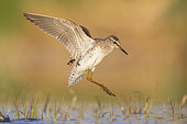Wood Sandpiper (Tringa glareola), side view of an adult landing in the water, Campania, Italy