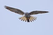 Faucon kobez (Falco vespertinus) mâle de deuxième cycle en vol stationnaire, Campanie, Italie