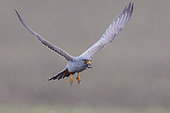 Red-footed Falcon (Falco vespertinus), front view of a 2nd cy male in flight, Campania, Italy
