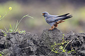 Red-footed Falcon (Falco vespertinus), side view of a 2nd cy male standing on the ground, Campania, Italy