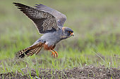 Red-footed Falcon (Falco vespertinus), side view of a 2nd cy male in flight, Campania, Italy