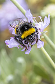 Buff-tailed bumblebee (Bombus terrestris) on Pincushion (Scabiosa sp.) flower, Bouches-du-Rhone, France
