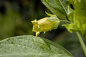 Yellow Belladonna (Atropa belladonna var. lutea)