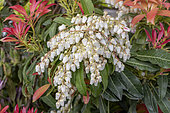 Japanese Pieris (Pieris japonica) 'Forest Flame' flowers in spring