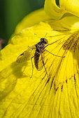 Male Black Snipe fly (Chrysopilus cristatus) on Yellow Iris (Iris pseudacorus) flower, Loire-Atlantique, France