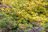 Feuillage de divers Erables du Japon (Acer palmatum) au printemps