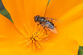 Glass-winged Dronefly (Eristalis similis) on California Poppy (Eschscholzia californica) flower, Gers, France