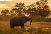 Éléphant d'Afrique (Loxodonta africana) au coucher du soleil dans la rivière Khwai, Concession de Khwai, Delta de l'Okavango, Botswana.