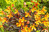Begonia 'Glowing Embers' in pot