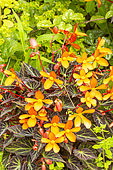 Begonia 'Glowing Ambers' en potée