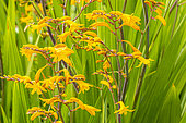 Garden montbretia, Crocosmia 'Walberton Yellow', flowers