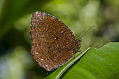 Common Palmfly Butterfly (Elymnias agina) on leaf, Klungkung, Bali, Indonesia