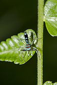 Fighting Spider (Thiania bhamoensis) on leaf, Klungkung, Bali, Indonesia