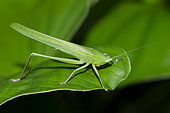 Katydid (Tettigoniidae Family) on leaf, Klungkung, Bali, Indonesia