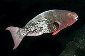 Ember Parrotfish (Scarus rubroviolaceus), Liberty Wreck dive site, Tulamben, Karangasem, Bali, Indonesia