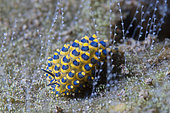 Ornate Stiliger Sea Slug (Stiliger ornatus) amongst Hydroids (Hydrozoa Class), Segara dive site, Karangasem, Bali, Indonesia