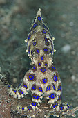 Blue-ringed Octopus (Hapalochlaena sp), Joleha dive site, Lembeh Straits, Sulawesi, Indonesia