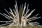 Double-spined Urchin (Echinothrix calamaris), Night Dive, TK1 dive site, Lembeh Straits, Sulawesi, Indonesia