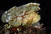 White Leaf Scorpionfish (Taenianotus triacanthus), Night dive, TK1 dive site, Lembeh Straits, Sulawesi, Indonesia