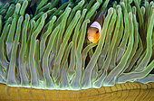 False Clown Anemonefish (Amphiprion ocellaris) in Magnificent Sea Anemone (Heteractis magnifica), Tiga Batu dive site, Bangka Island, north Sulawesi, Indonesia, Pacific Ocean