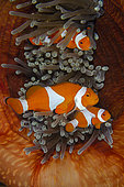 Trio of False Clown Anemonefish (Amphiprion ocellaris) in Magnificent Sea Anemone (Heteractis magnifica), Sampiri dive site, Bangka Island, north Sulawesi, Indonesia, Pacific Ocean