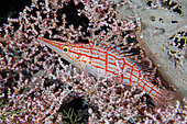 Longnose Hawkfish (Oxycirrhites typus) in sea fan, Tanjung Usi 1 dive site, Bangka Island, north Sulawesi, Indonesia, Pacific Ocean