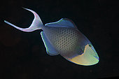 Redtooth Triggerfish (Odonus niger), Murex House Reef dive site, Bangka Island, north Sulawesi, Indonesia, Pacific Ocean