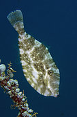 Unicorn Filefish (Aluterus monoceros), Sampiri dive site, Bangka Island, north Sulawesi, Indonesia, Pacific Ocean