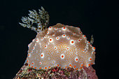 Batangas Halgerda Nudibranch (Halgerda batangas), night dive, Murex House Reef dive site, Bangka Island, north Sulawesi, Indonesia, Pacific Ocean