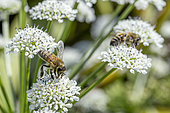 Abeilles à miel (Apis mellifera) butinant des fleurs d'Oenanthe safranée (Oenanthe crocata), Loire-Atlantique, France