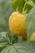 Raspberry (Rubus idaeus) 'Golden Everest'