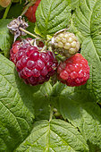 Raspberry (Rubus idaeus) 'Autumn Bliss' fruits ripe and ripening