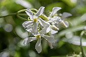 Star jasmine (Trachelospermum jasminoides) flowers