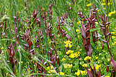 Long-lipped serapias (Serapias vomeracea) In full bloom in the tall grass of a meadow. Gironde - Nouvelle-Aquitaine - France.