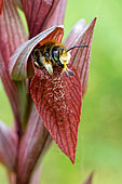 Mégachile (Megachile sp) avant de quitter son abri dortoir avec des pollinies sur le nez (Abri Serapias vomeracea), Gironde, Nouvelle-Aquitaine, France