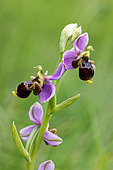 Woodcock bee-orchid ( Ophrys scolopax ) in the meadow clay-limestone soil. Gironde - Nouvelle-Aquitaine - France.