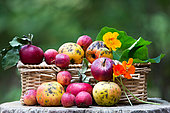 Fruit basket, Rustic apples, Alsace orchards, Haut-Rhin, France