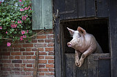 Cochon appuyé à la fenêtre de son box, Ecomusée de Haute Alsace, Haut-Rhin, Alsace, France