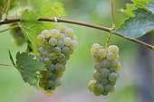 Grappes de raisin, vignoble d'Alsace Ecomusée de Haute Alsace, Haut-Rhin, Alsace, France