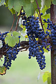 Grappes de raisin, vignoble d'Alsace Ecomusée de Haute Alsace, Haut-Rhin, Alsace, France