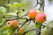 Apple trees in fruit in an orchard in autumn, autumn fruit, Haut-Rhin, Alsace, France