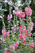 Roses trémières (Alcea rosea) en fleurs, Jardins, Haut-Rhin, Alsace, France